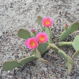 Beavertail Cactus 'Virgin River Rainbow' (Opuntia auera) Live Pads & Plants - COLD HARDY zone 4!
