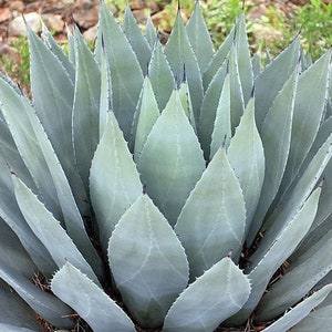 Agave parryi 'Oregon Hybrid' COLD HARDY ZONE 5 - Live plant!