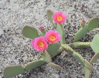 Cactus cola de castor 'Virgin River Rainbow' (Opuntia aurea) RESISTENTE