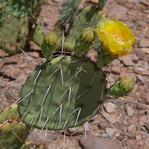 Prickly Pear Cactus 'Vejo' (O. gilvescens) - COLD HARDY zone 5! (Live Pads)