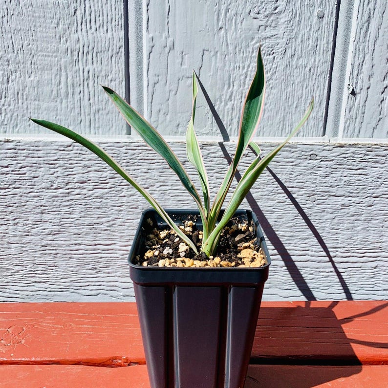 Yucca gloriosa - Thumbnail 5