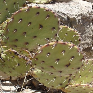 Prickly Pear Cactus 'Grand Canyon' (O. dulcis) - COLD HARDY zone 5! (Live Pads)