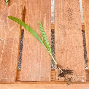 Trachycarpus fortunei 'Winsan' Windmill Palm COLD HARDY