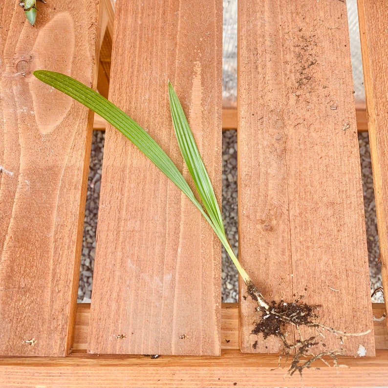 Trachycarpus fortunei 'Winsan' Windmill Palm COLD HARDY