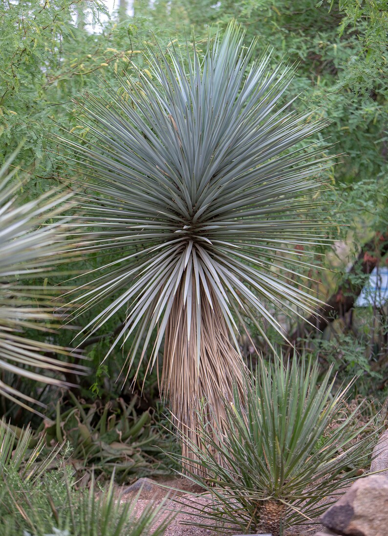 Yucca rigida Oregon 'Blue Yucca' COLD HARDY zone 5 Etsy