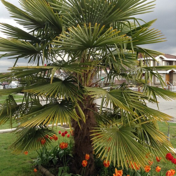 Chusan palm 100 seeds super fresh Trachycarpus 'Bulgaria' cold hardy Windmill Chusan palm 100 seeds super fresh Trachycarpus 'Bulgaria' cold hardy Windmill