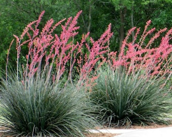 Hesperaloe parviflora (Texas Red Yucca) COLD HARDY zone 5!