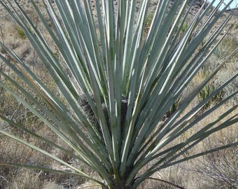 Yucca torreyi (Torrey's Yucca) Oregon COLD HARDY