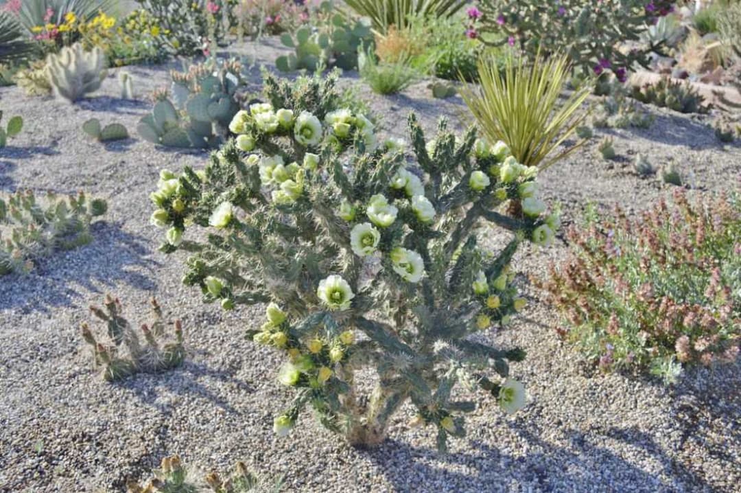 wildes efeu Efeu - Hedera helix
