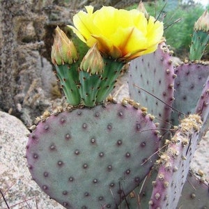 Purple Prickly Pear 'Sapphire Wave' (Opuntia macrocentra) - COLD HARDY zone 5 Live Pads & Plants!