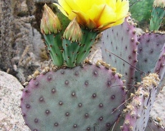 Prickly Pear Cactus &#39;Sapphire&#39; (Opuntia macrocentra) COLD HARDY