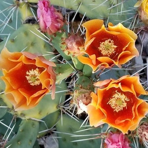Prickly Pear Cactus 'Golden Honey' (O. toumeyi) - COLD HARDY zone 5! Live Pads & Plants!