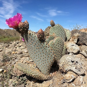 Beavertail Cactus &#39;Oregon Giant&#39; (Opuntia basilaris) - COLD HARDY zone 4!