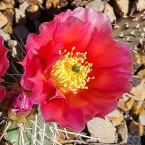 Prickly Pear Cactus &#39;Sedona Sunset&#39; (O. polyacantha x) HARDY