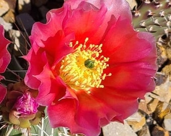 Prickly Pear Cactus &#39;Sedona Sunset&#39; (O. polyacantha x) HARDY