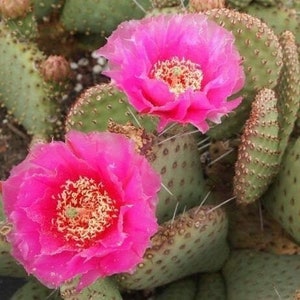 Prickly Pear Cactus 'Party Favor' (O. utahensis hyb) Pads & Plants - COLD HARDY zone 4!