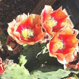 Prickly Pear Cactus &#39;Flame Thrower&#39; (Opuntia humifusa x) COLD HARDY