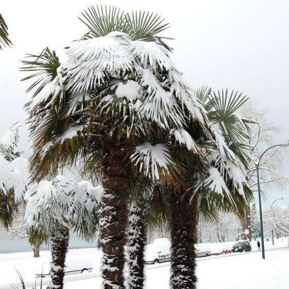 Chusan palm 100 seeds super fresh Trachycarpus 'Bulgaria' cold hardy Windmill Chusan palm 100 seeds super fresh Trachycarpus 'Bulgaria' cold hardy Windmill