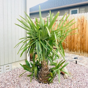 Rhapidophyllum hystrix ‘Oregon’ Needle Palm COLD HARDY