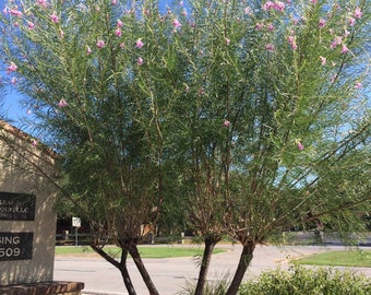 Chilopsis linearis 'Desert Willow' Tree - COLD HARDY