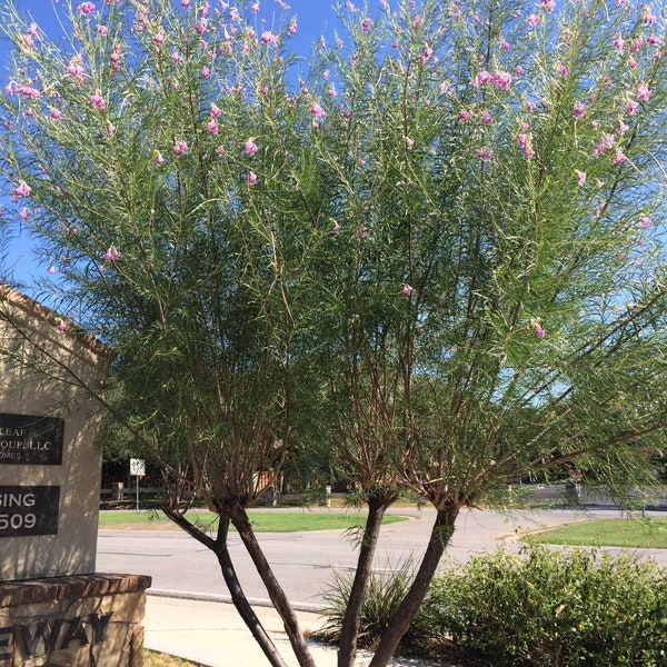 Chilopsis linearis 'Desert Willow' Tree - COLD HARDY