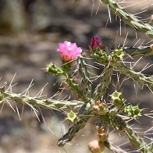 Candle Cholla Cactus (Cylindropuntia kleiniae) - COLD HARDY zone 5 Live Stems & Plants!