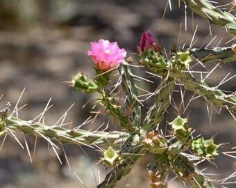 Candle Cholla Cactus (Cylindropuntia kleiniae) - COLD HARDY zone 5 Live Stems & Plants!