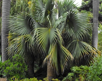 Sabal blackburniana ‘Blackburns Sabal’ Palm Tree - COLD HARDY