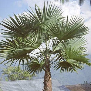 Trachycarpus fortunei 'Naini Tal' Windmill Palm COLD HARDY zone 6 - Live plant!