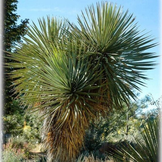 (引取限定)ユッカ トンプソニアーナ Yucca thompsoniana 引取限定)ユッカ トンプソニアーナ Yucca thompsoniana 引取限定