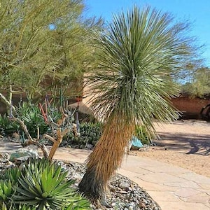 Yucca elata Oregon - 'Soaptree Yucca' COLD HARDY zone 5 - Live plant!