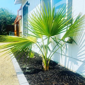 Sabal Birmingham Cold Hardy Palmetto Palm Tree Seeds - Grow Your Own!