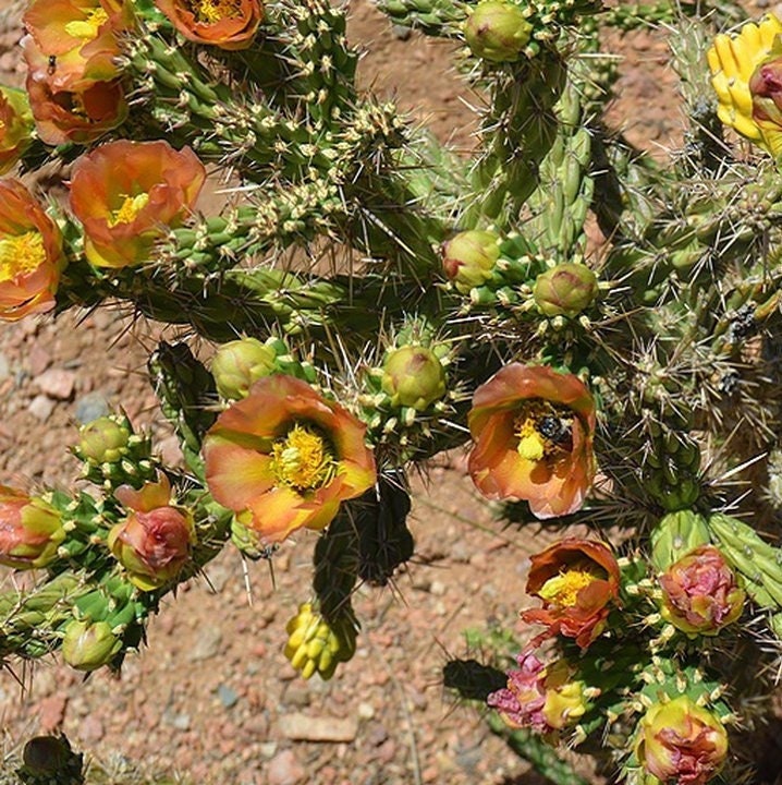 Santa Fe Cholla Cactus (cylindropuntia Viridiflora) - COLD