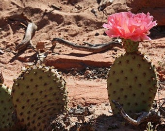 Beavertail Cactus 'Red Canyon' (Opuntia auera) COLD HARDY