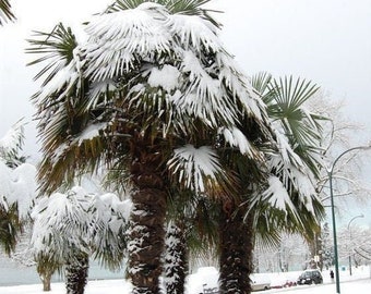 Trachycarpus fortunei ‘Bulgaria’ Windmill Palm COLD HARDY zone 6 - Live plant!