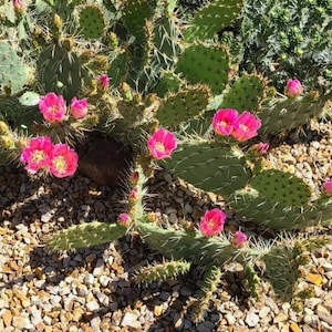 Prickly Pear Cactus &#39;Kaibab Pink&#39; (O. phaeacantha x) - COLD HARDY zone 5! Live Pads & Plants!