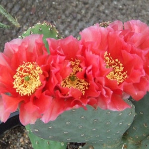 Beavertail Cactus 'Ruffled Papaya' (Opuntia auera hyb) Live Pads & Plants - COLD HARDY zone 4!