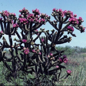 Tree Cholla Cactus 'Oregon Giant' (imbricata x) - COLD HARDY zone 5!