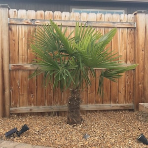 Trachycarpus fortunei ‘Bulgaria’ Windmill Palm COLD HARDY zone 6 - Live plant!