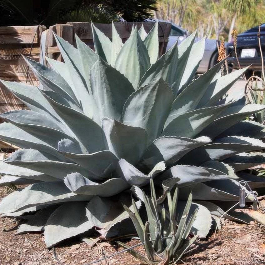 Agave Ovatifolia - Etsy