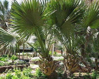 Sabal Palm ‘Oregon Hybrid’ Palm Tree - COLD HARDY