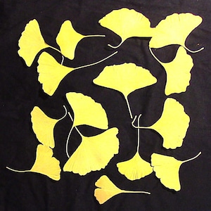 May include: A collection of bright yellow ginkgo leaves scattered on a black background. The leaves have a distinctive fan shape with prominent veins and long, slender stems. The leaves vary slightly in size and shape.