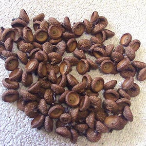 Double Acorn Caps for Crafting Heat Clean- 50+ pieces