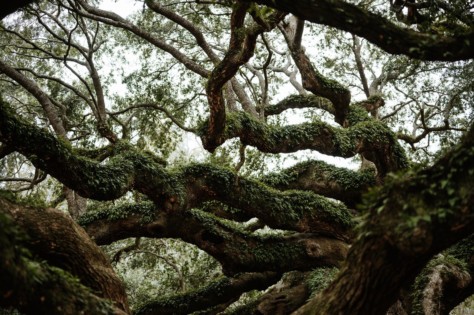 Under The Oak Tree 46