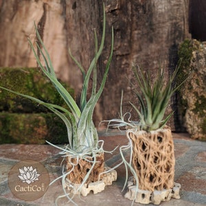 Set of Two: Handcrafted Live Air Plant Arrangement | Office Desk Plant | Indoor Plant Gift  | Bosai | Client Gift | Easy to Care Plant