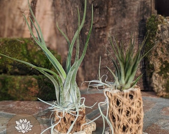 Set of Two: Handcrafted Live Air Plant Arrangement | Office Desk Plant | Indoor Plant Gift  | Bosai | Client Gift | Easy to Care Plant