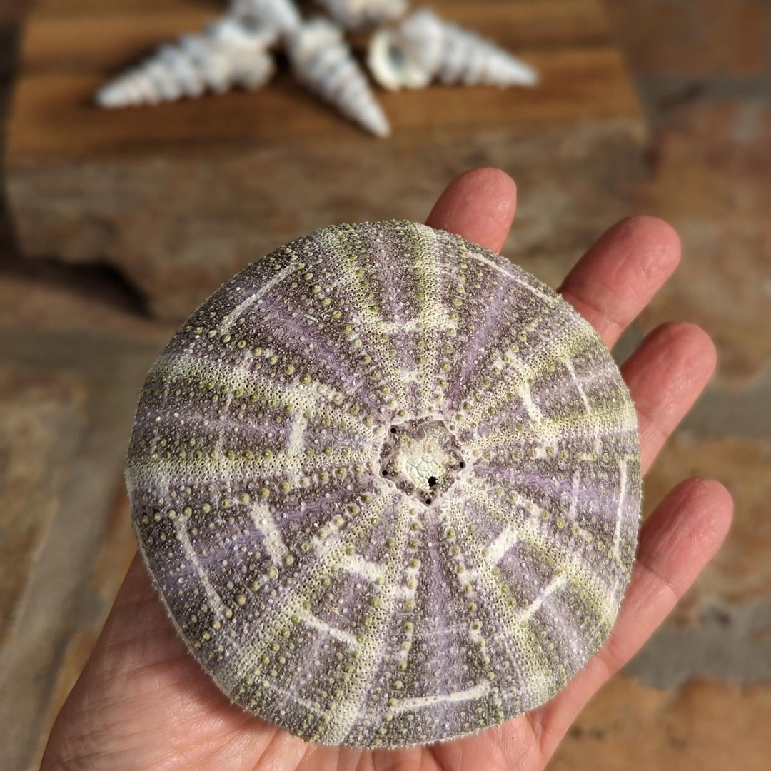 Large Sea Urchin Shells 2.53.5 Inches Green and Purple Colors Air
