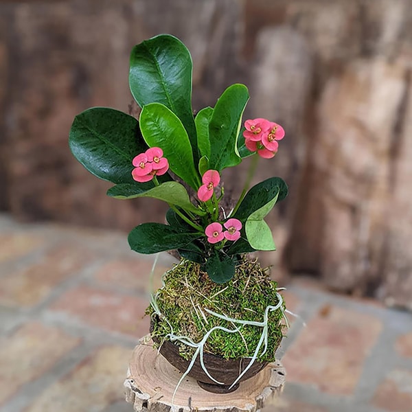 Blooming Flower Cactus Succulent in a Coconut Shell with Driftwood Plaque