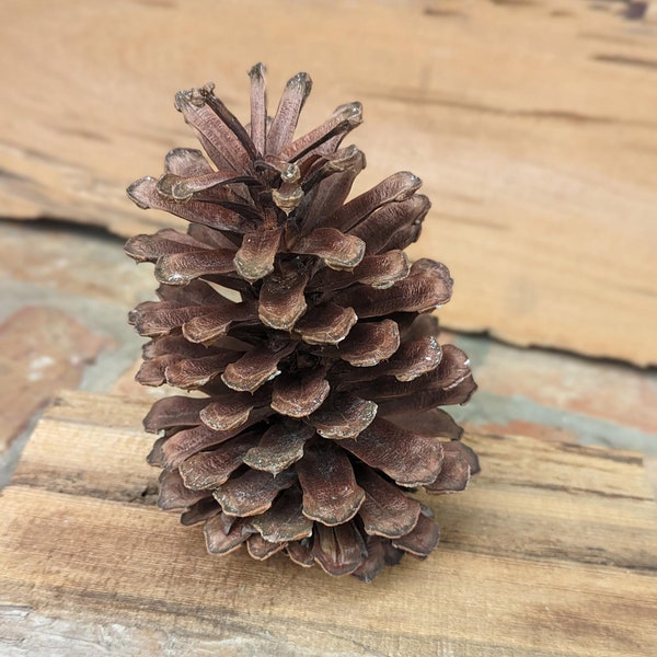 Extra Large 7-8.5 in Pine Cone, Jumbo Pinecone, Large Pinecone, Big Pine Cone, Huge Pinecone, Pine Cone Craft, Pinecone Decoration