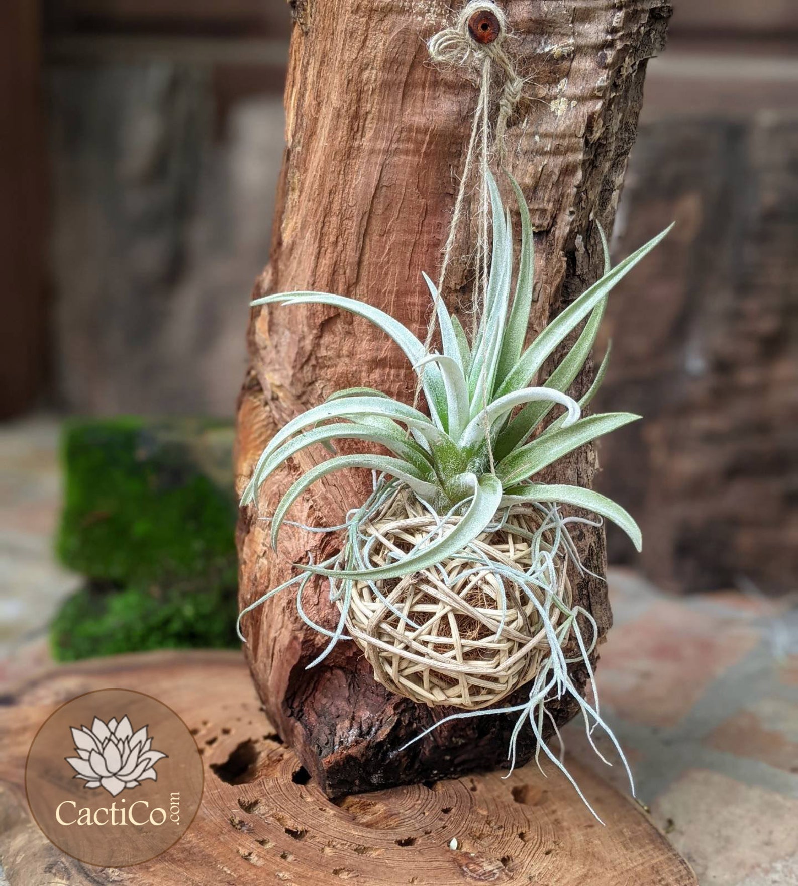 2Plant Terrarium Tillandsia Large Harrisii & Spanish Moss Etsy
